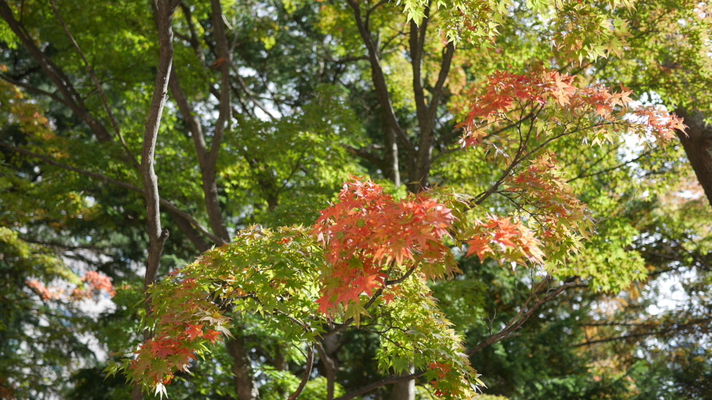 晴れた日のモミジの枝