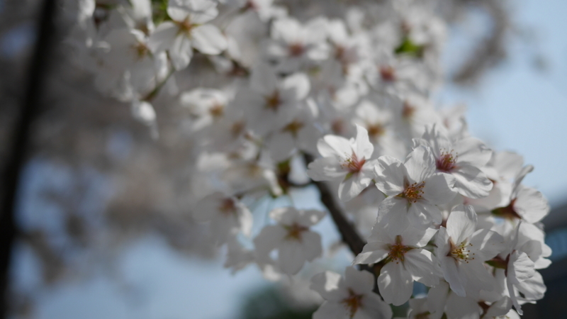 朝日を浴びる桜の花