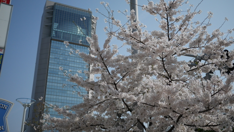 それほど樹齢が経っていない桜