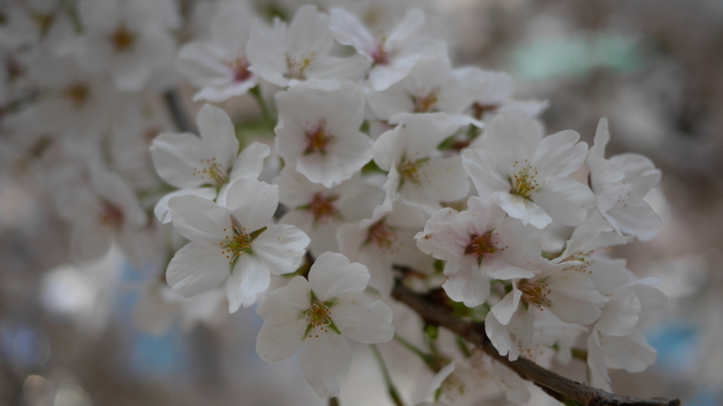 街中に咲く淡い色の桜