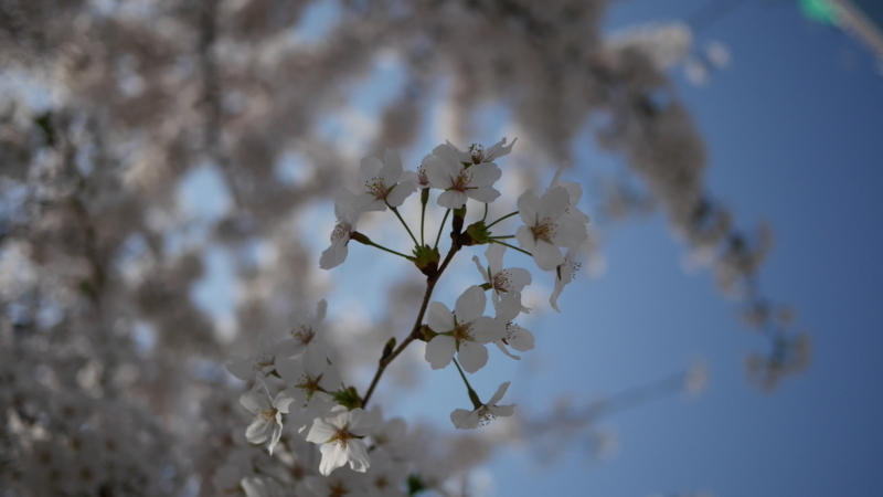 澄み切った青空のもとに咲く桜