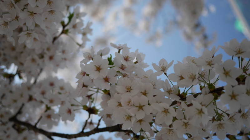 人が行きかう中に咲く誇る桜