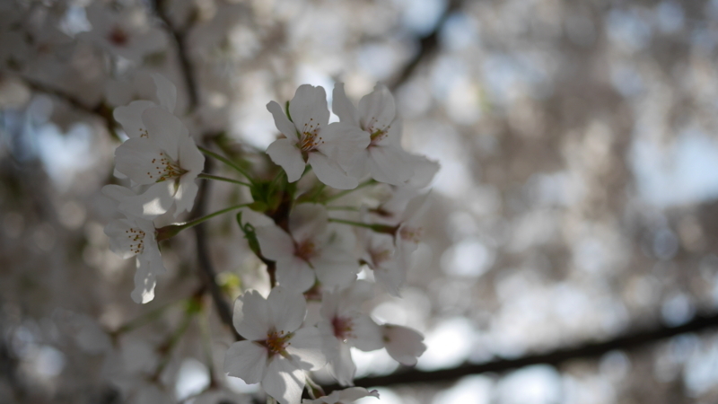 人が行きかう歩道で満開になる桜