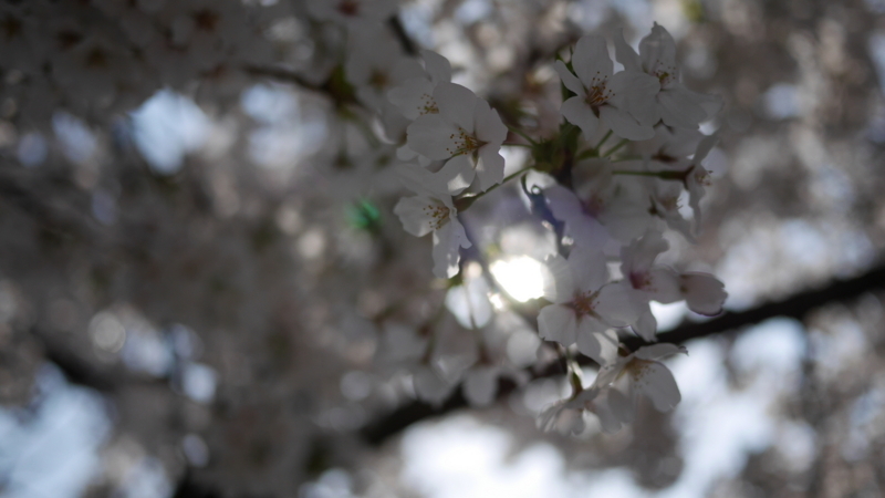 桜の花の隙間から漏れる陽の光