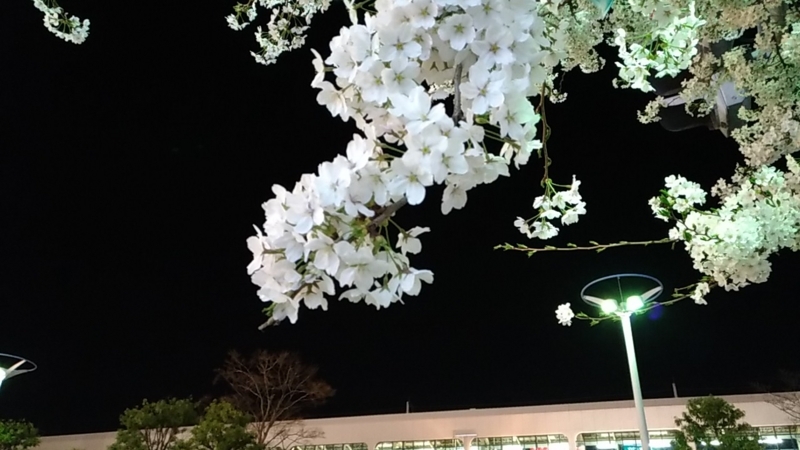 満開になった駅前の桜