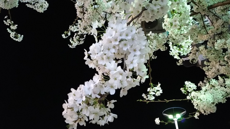 夜の街に照らされる満開の桜