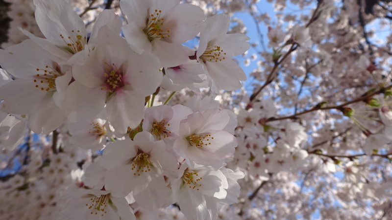 桜の花近影