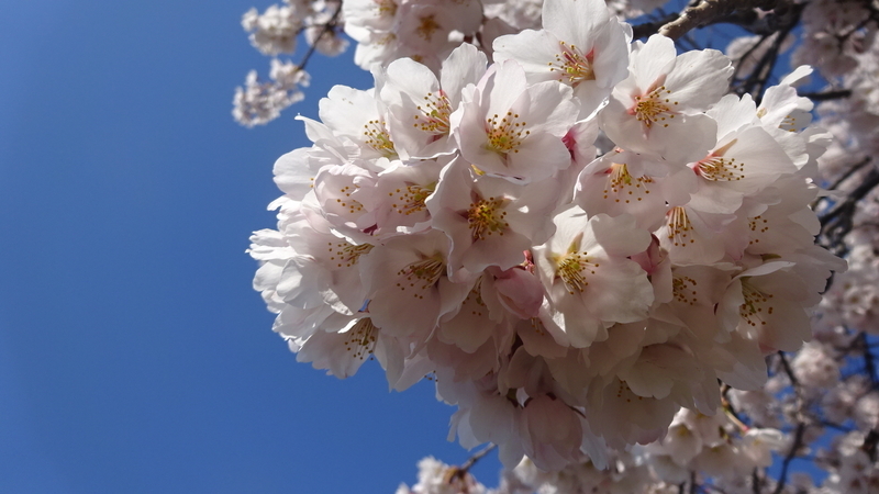 枝先を覆う桜の花