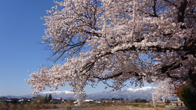 山を背景にした桜の木