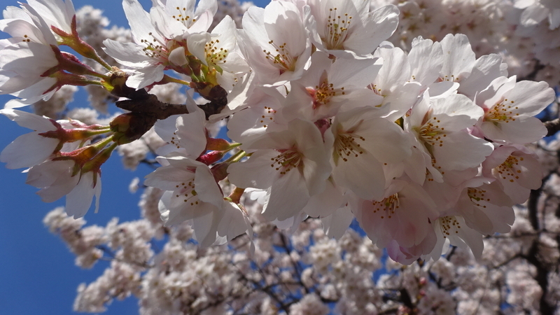 真下から綺麗に撮れた桜