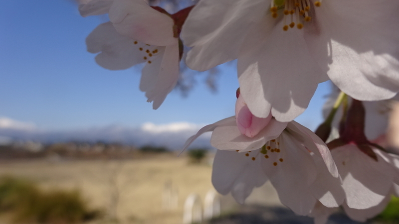 花を大きく撮った画像