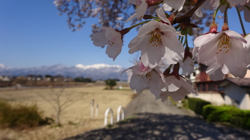 雪が残る山と桜の花