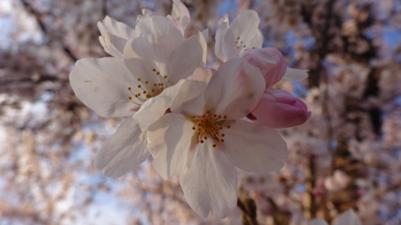 薄い夕焼けに染まる桜