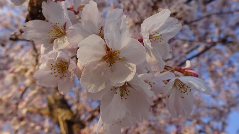 夕日を帯びた桜