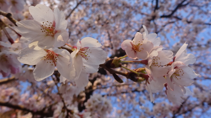 夕方に撮った桜