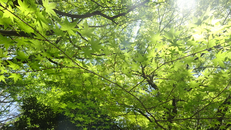 薄い緑に輝く紅葉の枝