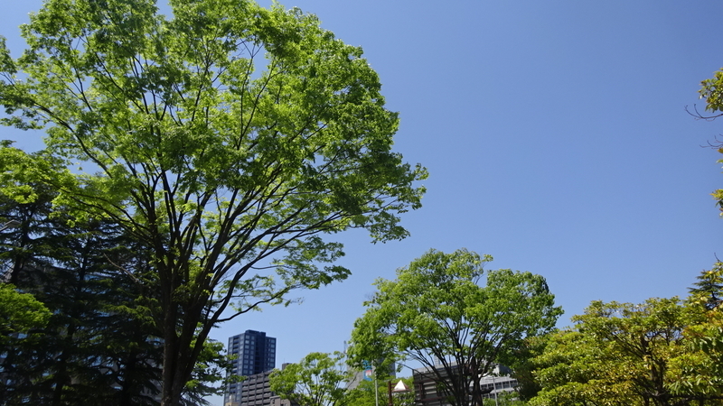 勾当台公園付近のケヤキ