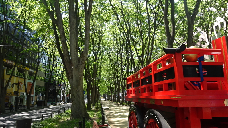 祭りの山車とケヤキ並木