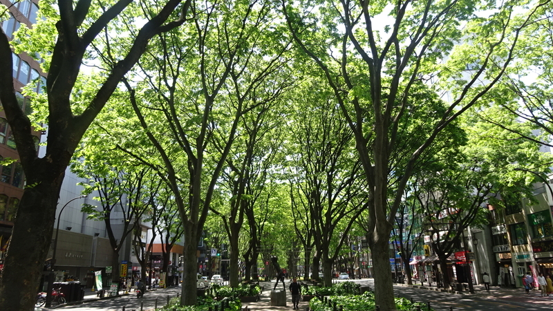 緑の定禅寺通り