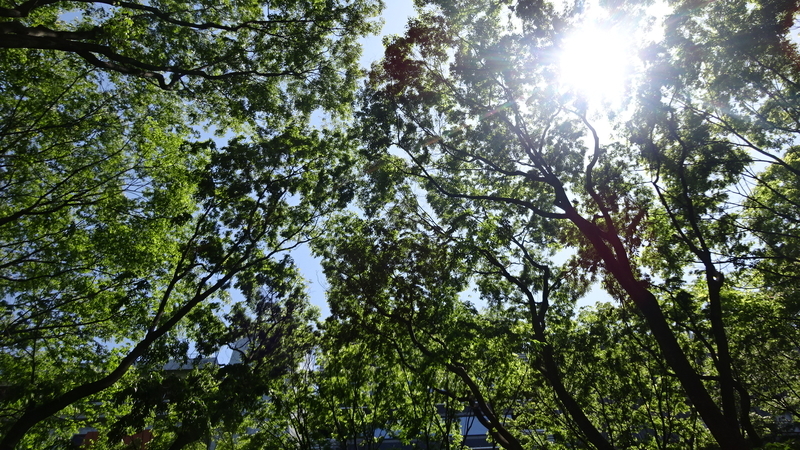 初夏の眩しい木漏れ日