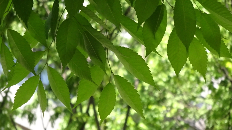 撮りたかった理想の緑