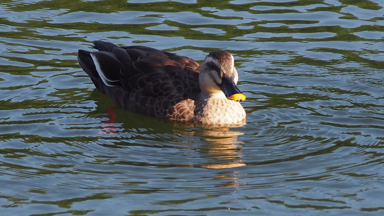 水に浮かぶカルガモ