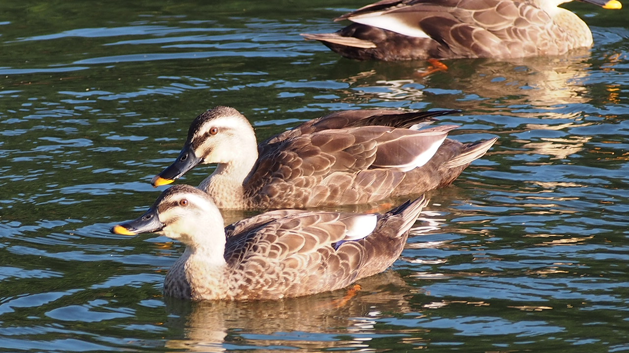 ２羽で泳ぐカルガモ