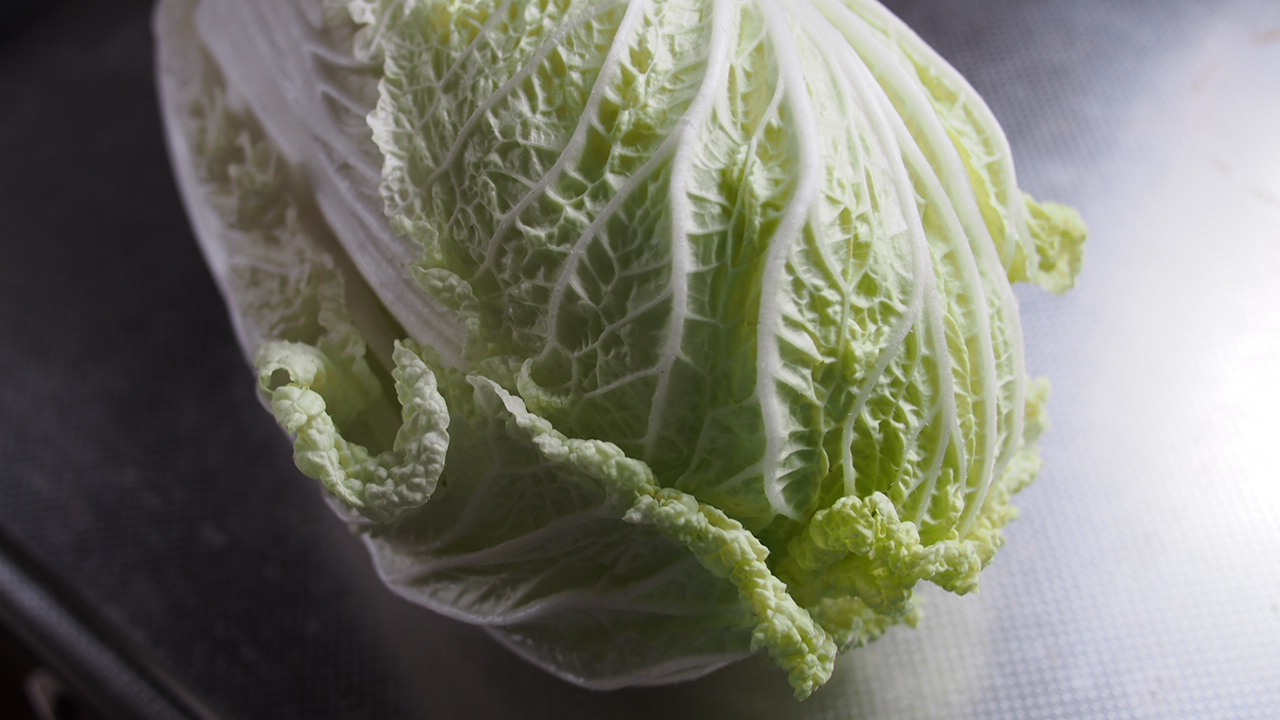 白菜の野菜撮り