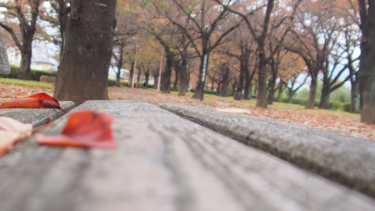 公園のベンチから見えた風景