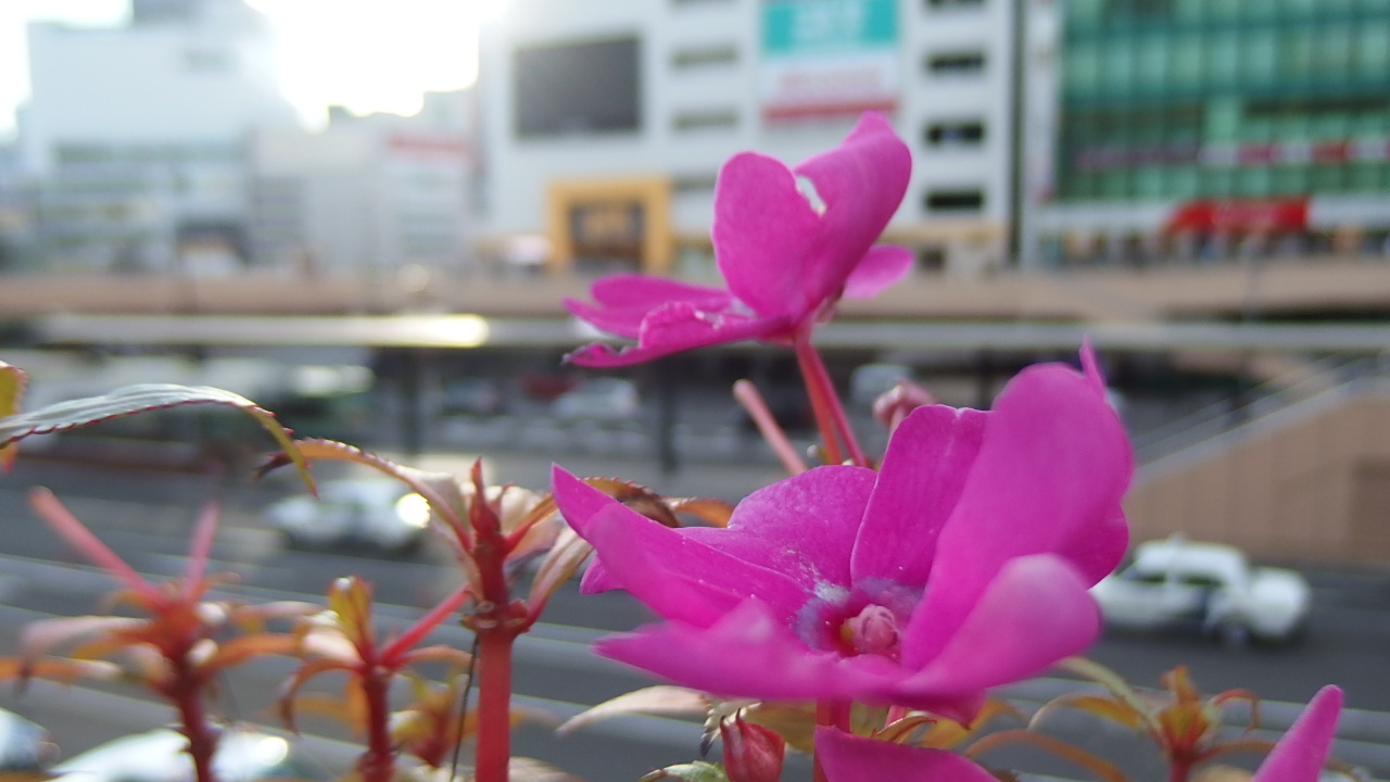 駅前にある草花