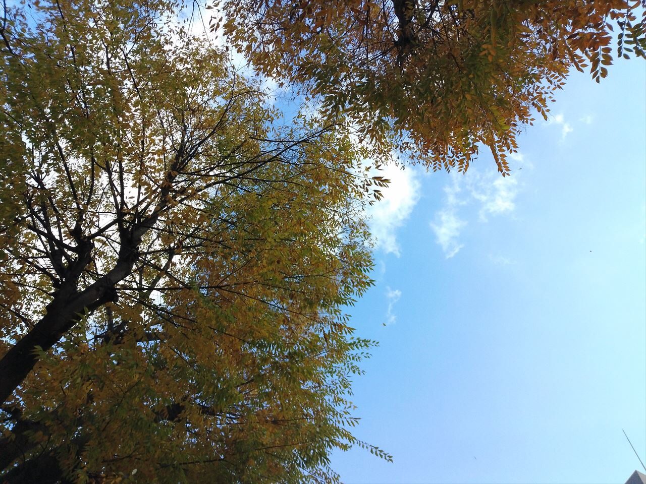 iNSPiC-RECで撮る秋の空