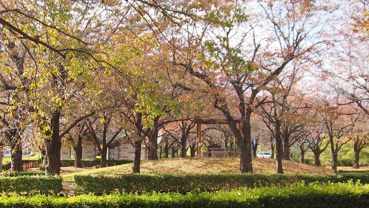 色づきにムラがある桜の木