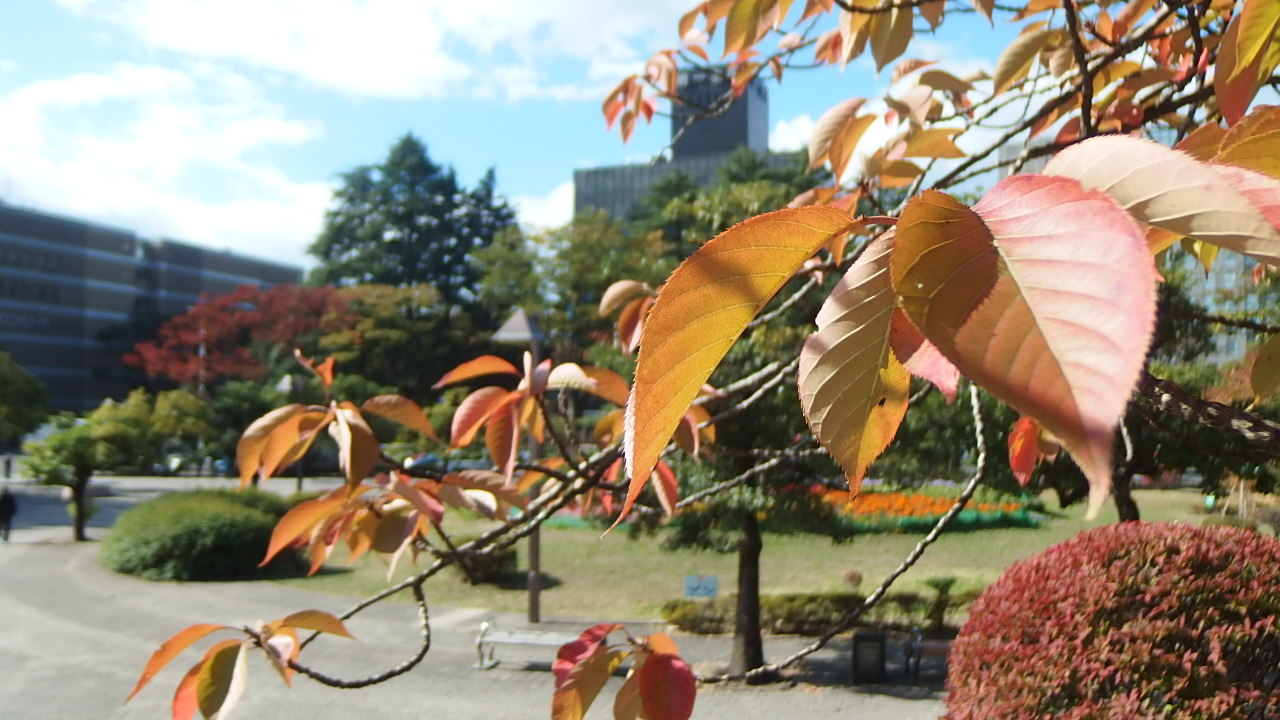 色づく公園の木の葉