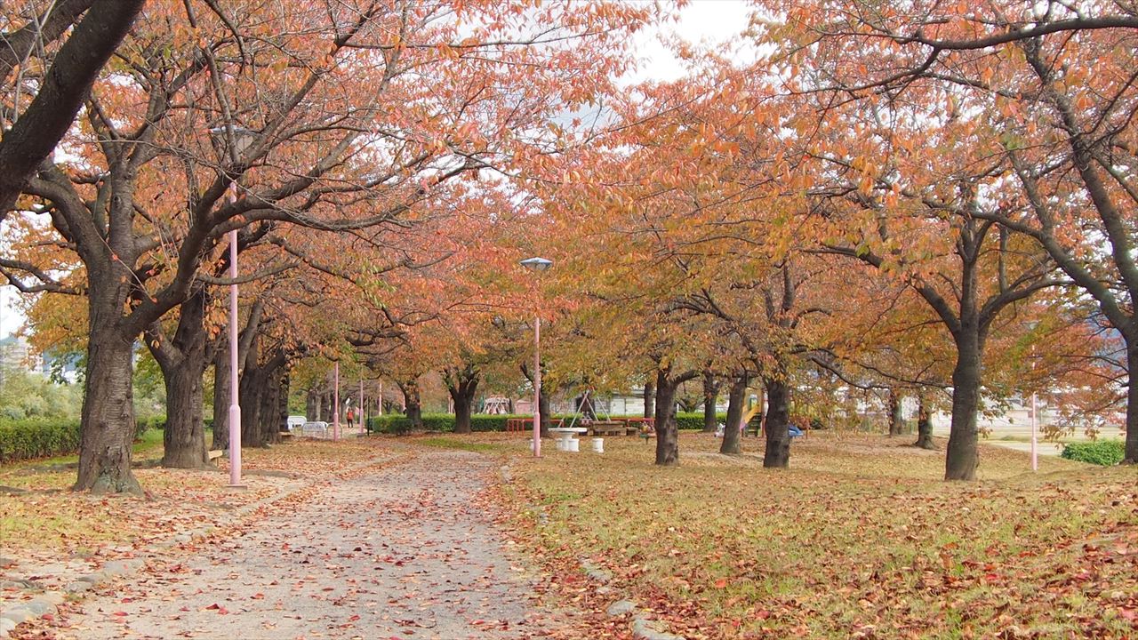 公園にある桜並木の紅葉
