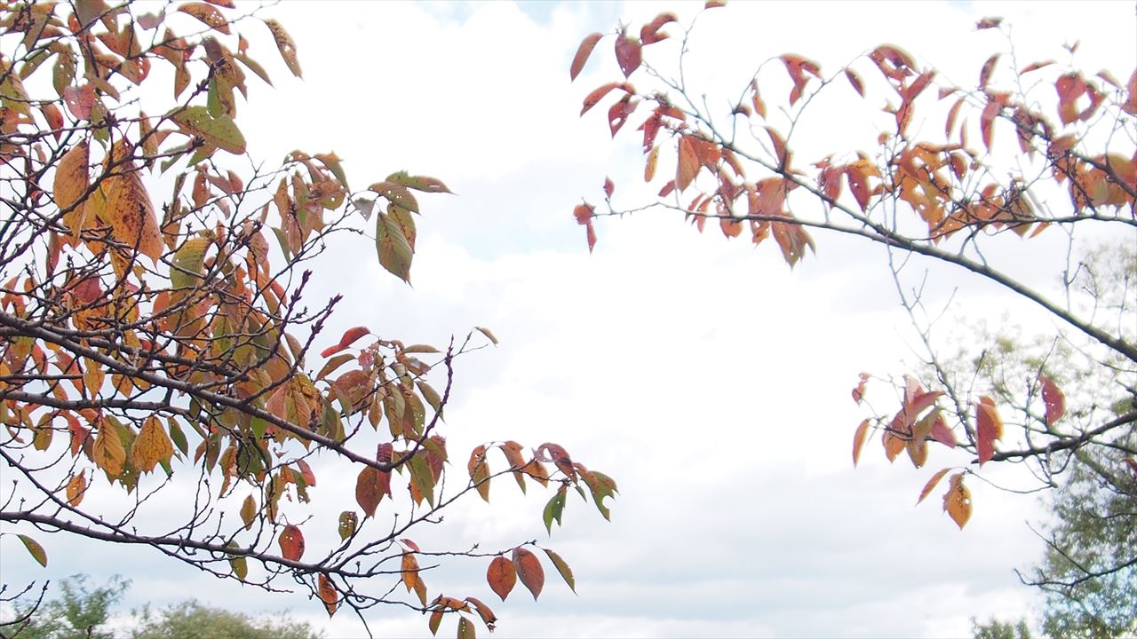 秋の桜の枝