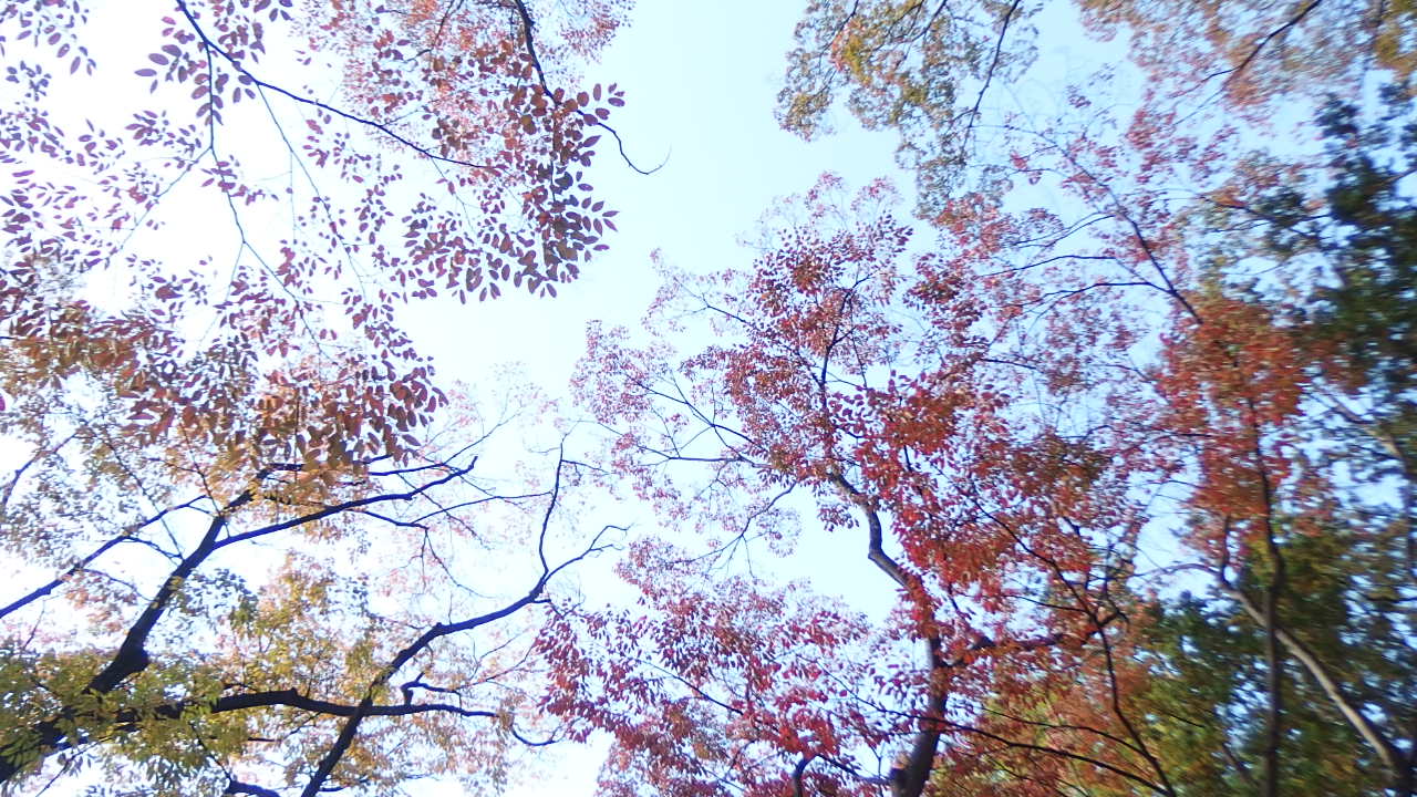 秋色に色づく公園の木