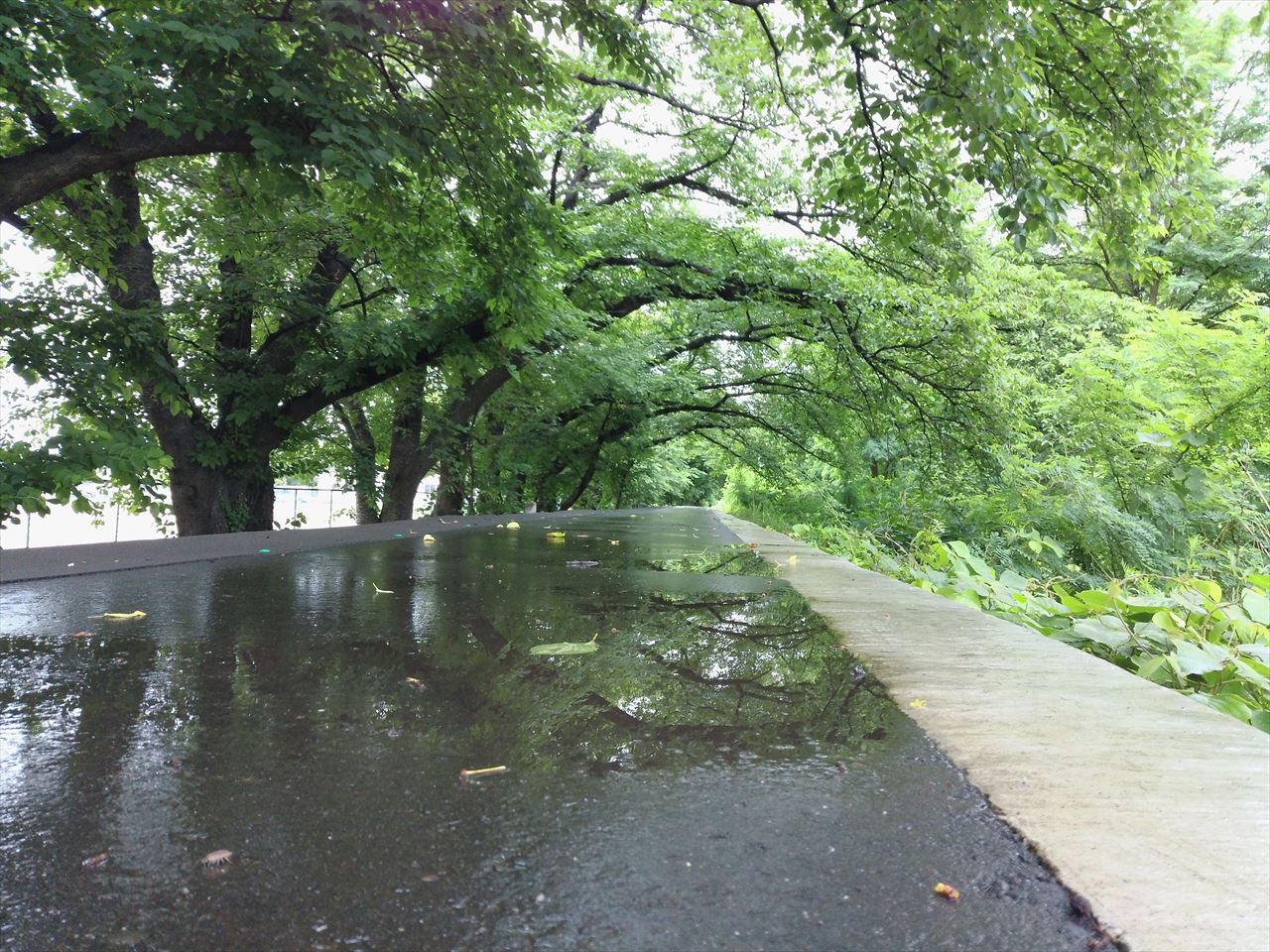 雨に濡れた歩道